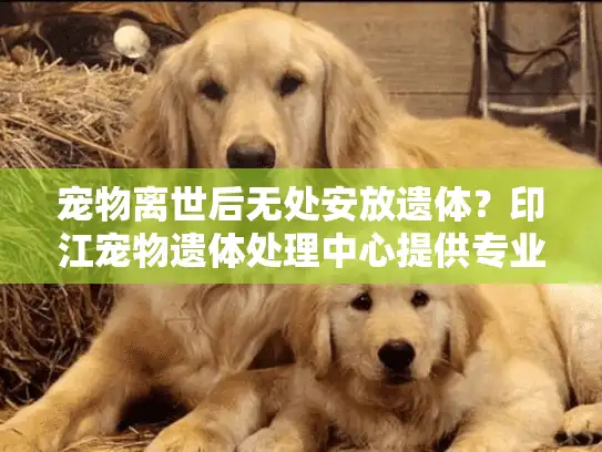 宠物离世后无处安放遗体？印江宠物遗体处理中心提供专业解决方案
