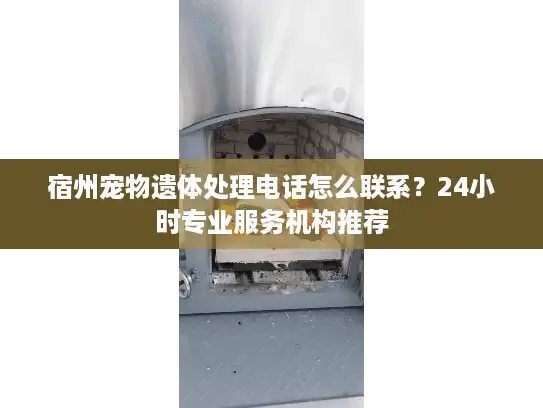 宿州宠物遗体处理电话怎么联系？24小时专业服务机构推荐