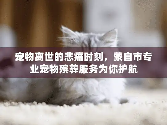 宠物离世的悲痛时刻,蒙自市专业宠物殡葬服务为你护航 宠物离世的悲痛时刻,蒙自市专业宠物殡葬服务为你护航