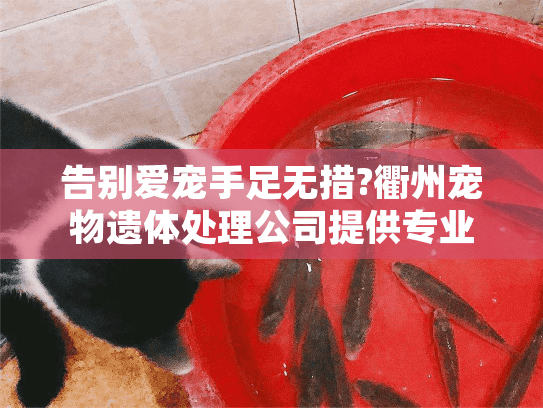 告别爱宠手足无措?衢州宠物遗体处理公司提供专业宠物殡葬服务 告别爱宠手足无措?衢州宠物遗体处理公司提供专业宠物殡葬服务