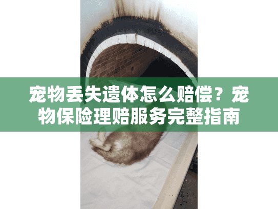 宠物丢失遗体怎么赔偿？宠物保险理赔服务完整指南