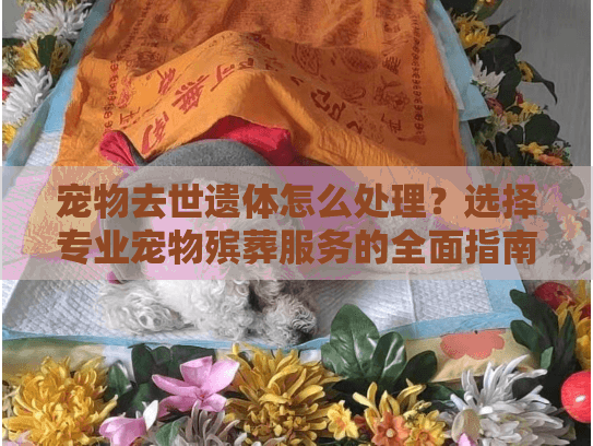 宠物去世遗体怎么处理？选择专业宠物殡葬服务的全面指南