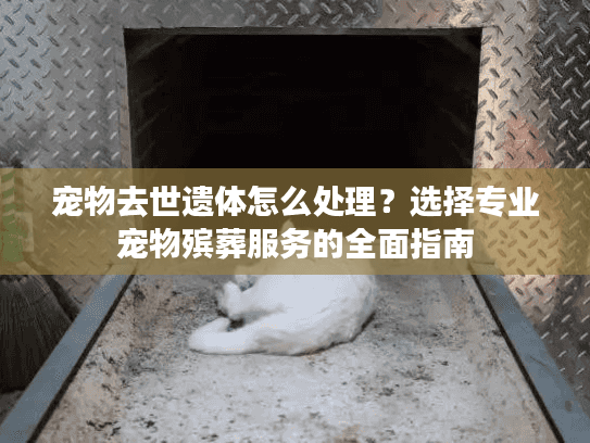 宠物去世遗体怎么处理？选择专业宠物殡葬服务的全面指南