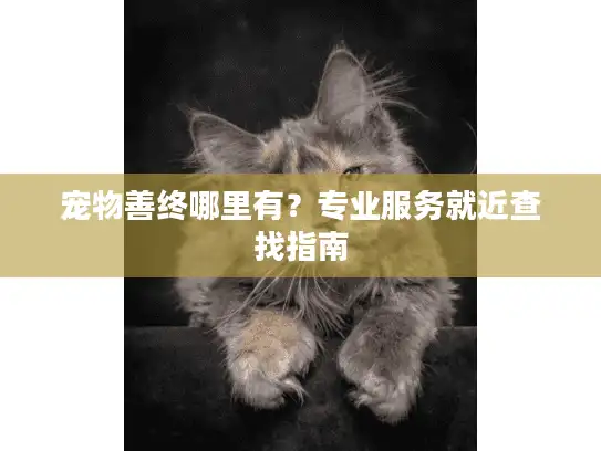 宠物善终哪里有？专业服务就近查找指南