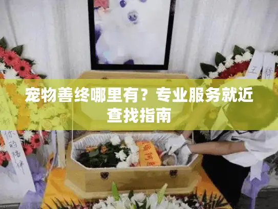 宠物善终哪里有？专业服务就近查找指南