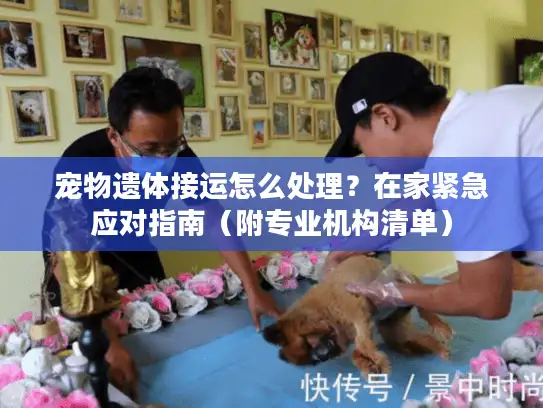 宠物遗体接运怎么处理?在家紧急应对指南(附专业机构清单) 宠物遗体接运怎么处理?在家紧急应对指南(附专业机构清单)