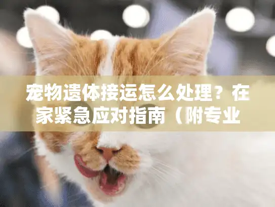 宠物遗体接运怎么处理?在家紧急应对指南(附专业机构清单) 宠物遗体接运怎么处理?在家紧急应对指南(附专业机构清单)