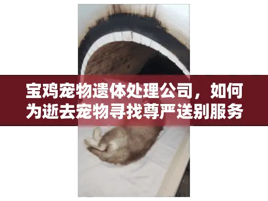 宝鸡宠物遗体处理公司，如何为逝去宠物寻找尊严送别服务？