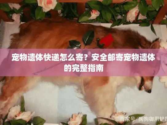 宠物遗体快递怎么寄？安全邮寄宠物遗体的完整指南