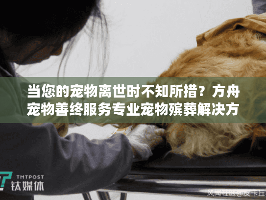当您的宠物离世时不知所措？方舟宠物善终服务专业宠物殡葬解决方案