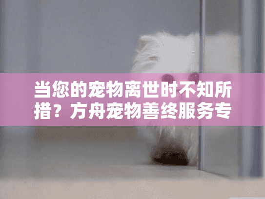 当您的宠物离世时不知所措？方舟宠物善终服务专业宠物殡葬解决方案
