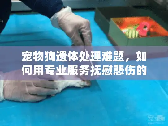 宠物狗遗体处理难题，如何用专业服务抚慰悲伤的心灵？