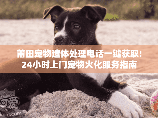 莆田宠物遗体处理电话一键获取!24小时上门宠物火化服务指南