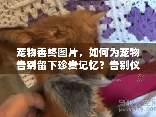 宠物善终图片，如何为宠物告别留下珍贵记忆？告别仪式视觉指南