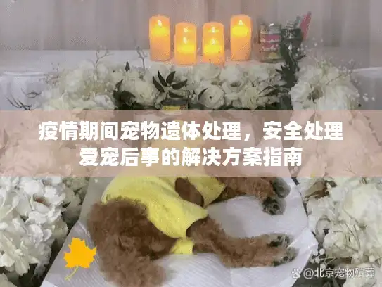 疫情期间宠物遗体处理，安全处理爱宠后事的解决方案指南
