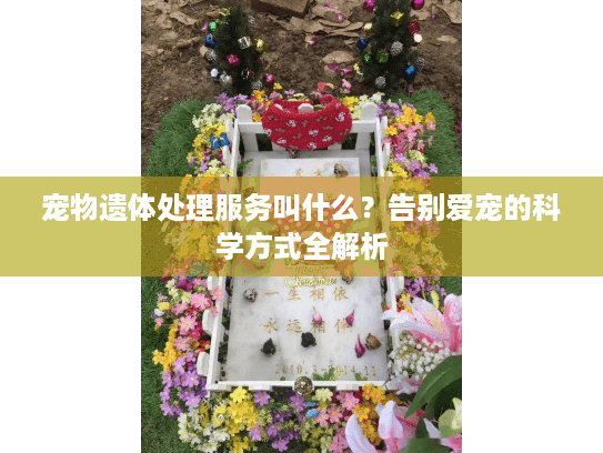 宠物遗体处理服务叫什么？告别爱宠的科学方式全解析