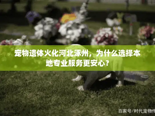 宠物遗体火化河北涿州,为什么选择本地专业服务更安心? 宠物遗体火化河北涿州,为什么选择本地专业服务更安心?