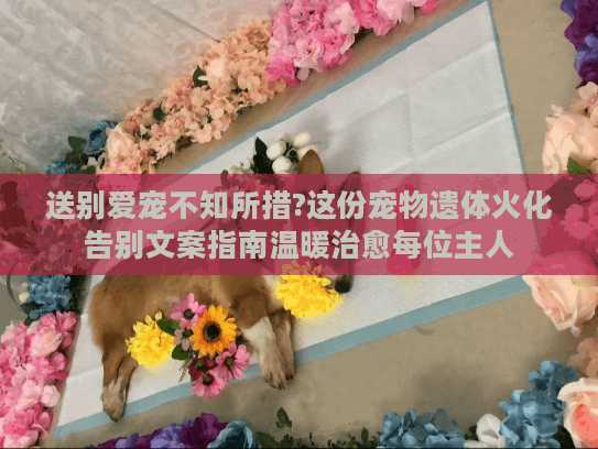 送别爱宠不知所措?这份宠物遗体火化告别文案指南温暖治愈每位主人