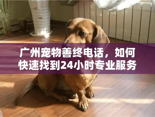 广州宠物善终电话，如何快速找到24小时专业服务？