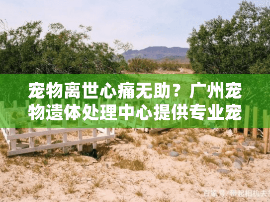 宠物离世心痛无助？广州宠物遗体处理中心提供专业宠物殡葬服务