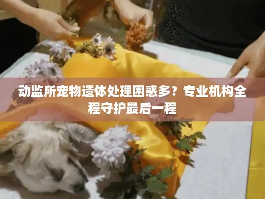 动监所宠物遗体处理困惑多？专业机构全程守护最后一程