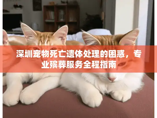 深圳宠物死亡遗体处理的困惑，专业殡葬服务全程指南