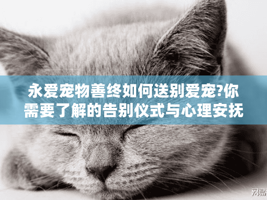永爱宠物善终如何送别爱宠?你需要了解的告别仪式与心理安抚指南