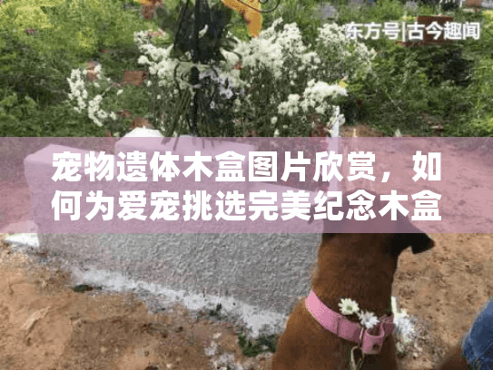 宠物遗体木盒图片欣赏，如何为爱宠挑选完美纪念木盒？