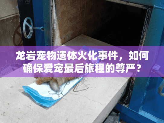 龙岩宠物遗体火化事件，如何确保爱宠最后旅程的尊严？