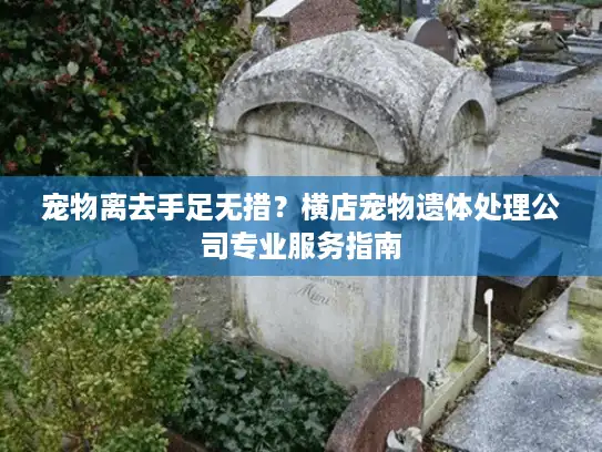 宠物离去手足无措？横店宠物遗体处理公司专业服务指南