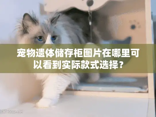 宠物遗体储存柜图片在哪里可以看到实际款式选择？