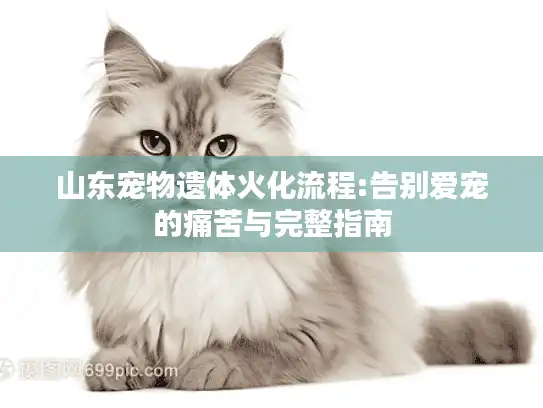 山东宠物遗体火化流程:告别爱宠的痛苦与完整指南
