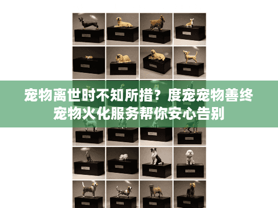宠物离世时不知所措？度宠宠物善终宠物火化服务帮你安心告别