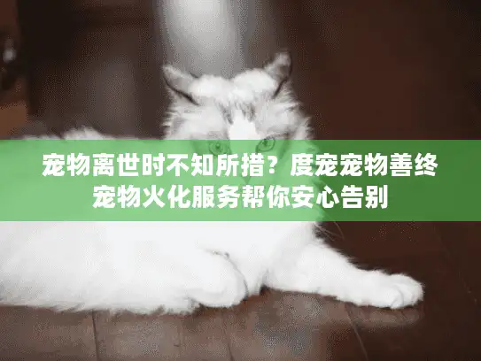 宠物离世时不知所措？度宠宠物善终宠物火化服务帮你安心告别