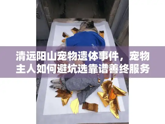 清远阳山宠物遗体事件，宠物主人如何避坑选靠谱善终服务？