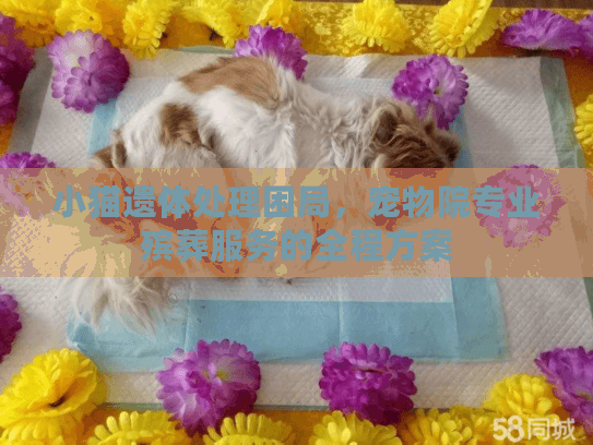 小猫遗体处理困局，宠物院专业殡葬服务的全程方案