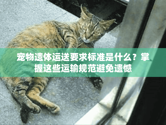 宠物遗体运送要求标准是什么？掌握这些运输规范避免遗憾