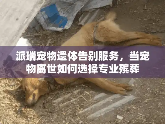 派瑞宠物遗体告别服务，当宠物离世如何选择专业殡葬