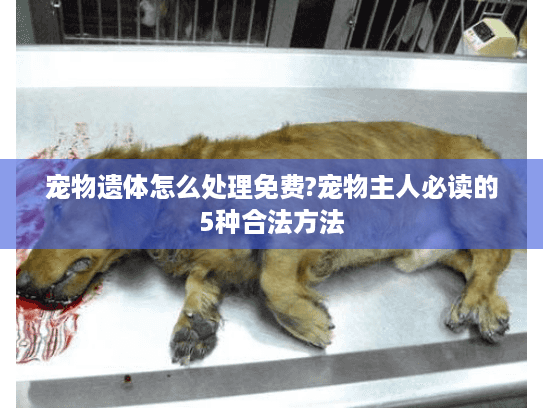 宠物遗体怎么处理免费?宠物主人必读的5种合法方法 宠物遗体怎么处理免费?宠物主人必读的5种合法方法