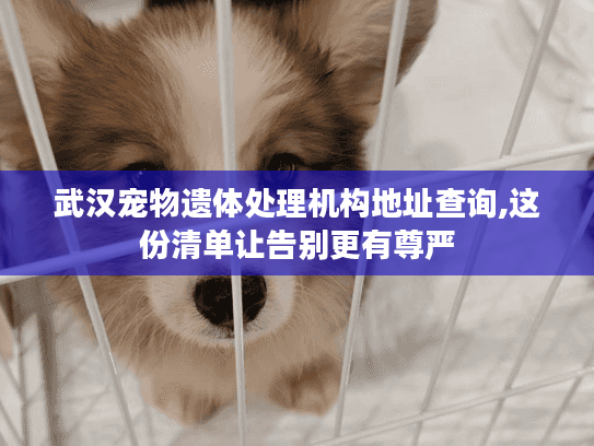 武汉宠物遗体处理机构地址查询,这份清单让告别更有尊严