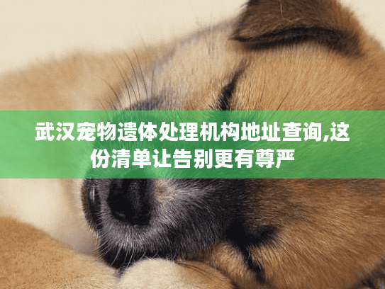 武汉宠物遗体处理机构地址查询,这份清单让告别更有尊严