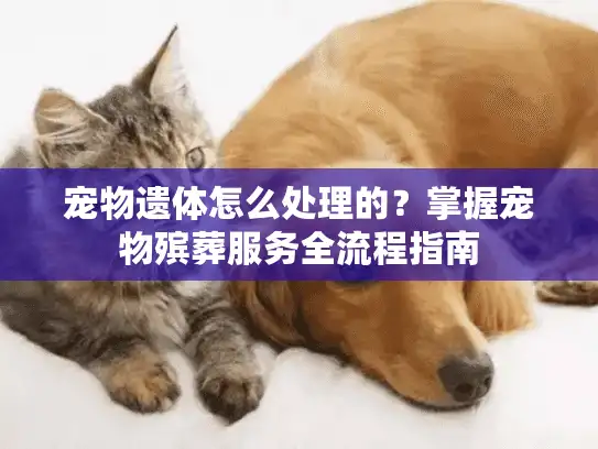 宠物遗体怎么处理的？掌握宠物殡葬服务全流程指南