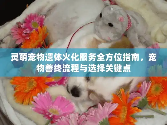 灵萌宠物遗体火化服务全方位指南，宠物善终流程与选择关键点
