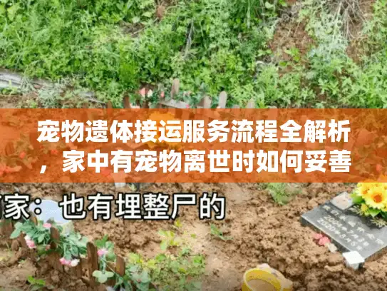 宠物遗体接运服务流程全解析,家中有宠物离世时如何妥善安排? 宠物遗体接运服务流程全解析,家中有宠物离世时如何妥善安排?