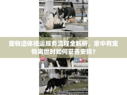 宠物遗体接运服务流程全解析,家中有宠物离世时如何妥善安排? 宠物遗体接运服务流程全解析,家中有宠物离世时如何妥善安排?