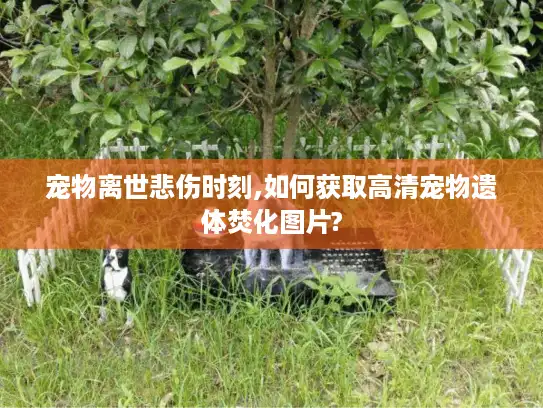 宠物离世悲伤时刻,如何获取高清宠物遗体焚化图片?
