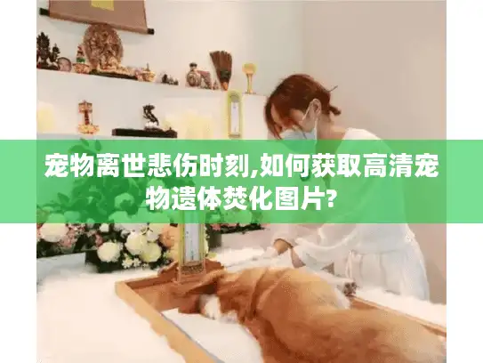 宠物离世悲伤时刻,如何获取高清宠物遗体焚化图片?