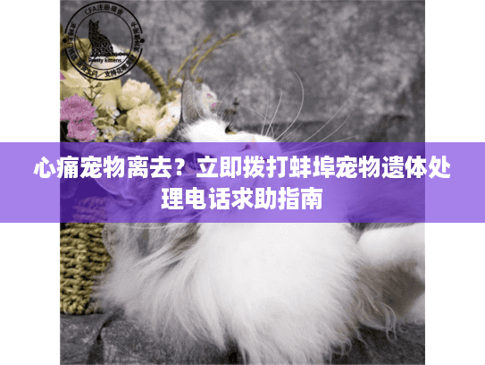 心痛宠物离去？立即拨打蚌埠宠物遗体处理电话求助指南