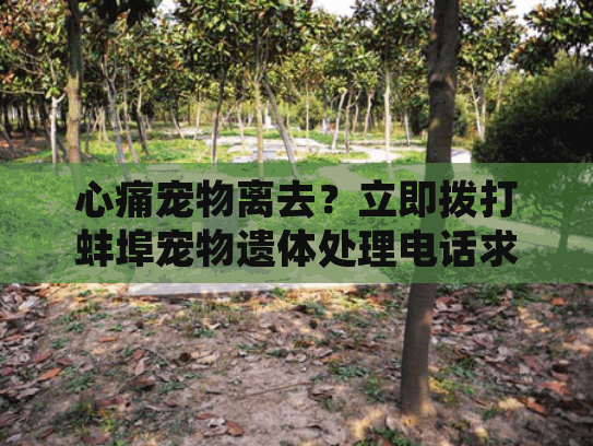 心痛宠物离去？立即拨打蚌埠宠物遗体处理电话求助指南