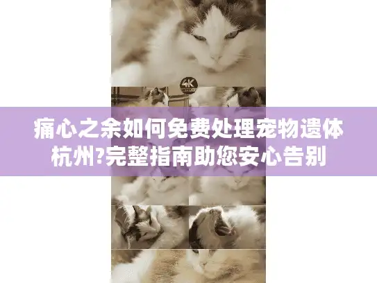 痛心之余如何免费处理宠物遗体杭州?完整指南助您安心告别